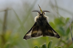 Malacosoma alpicolum