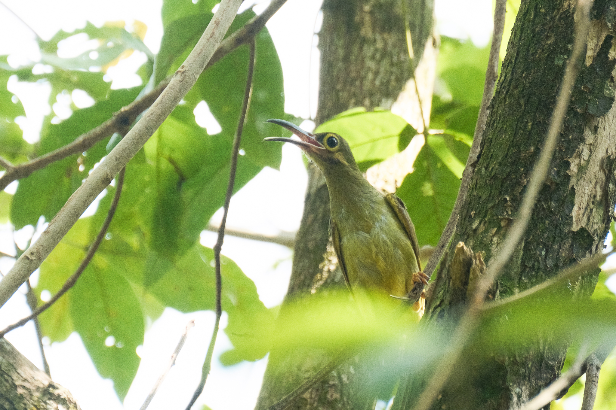 Spectacled Spiderhunter (Arachnothera flavigaster), photo 7