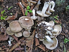 Lyophyllum fumosum