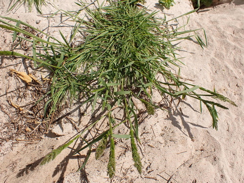 Polypogon fugax observed 2025-04-08