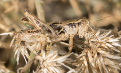 Oedaleonotus phryneicus