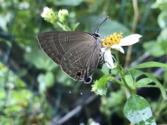 Deudorix epijarbas menesicles