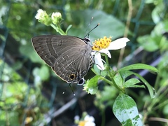 Deudorix epijarbas menesicles