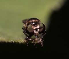 Cerotainia macrocera