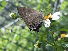 Deudorix epijarbas menesicles