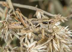 Oedaleonotus phryneicus