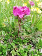 Pedicularis rostratocapitata