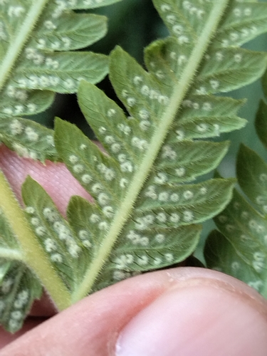 Image of Pelazoneuron puberulum by no rights reserved