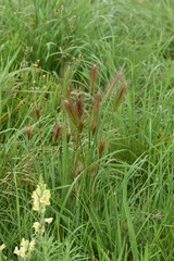 Hordeum murinum murinum