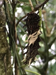 Byasa polyeuctes termessus
