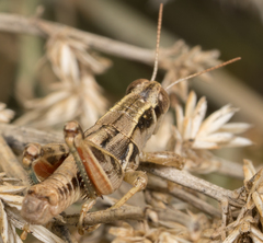 Oedaleonotus phryneicus