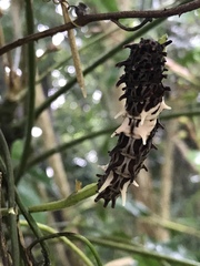 Byasa polyeuctes termessus