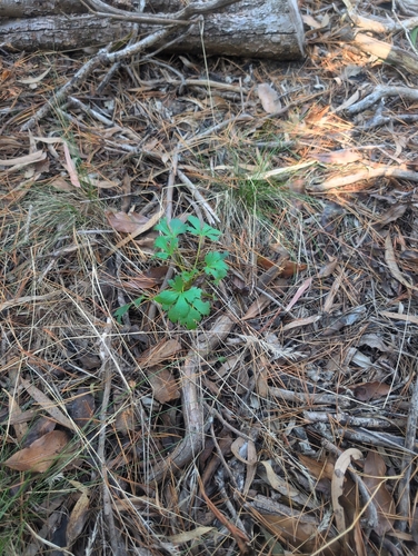 Trachymene composita, photograph 3