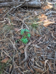 Trachymene composita, photograph author not stated, no rights reserved