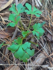 Trachymene composita, photograph author not stated, no rights reserved