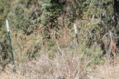 Eriogonum roseum
