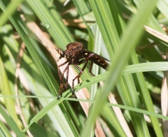 Diogmites basalis