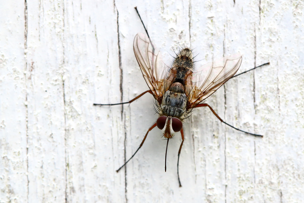 Parasitic fly