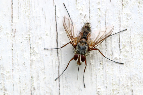 Parasitic fly