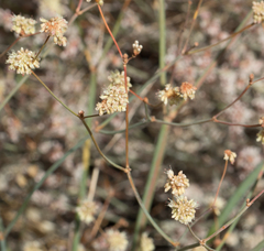 Eriogonum roseum