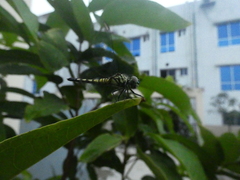 Brachydiplax