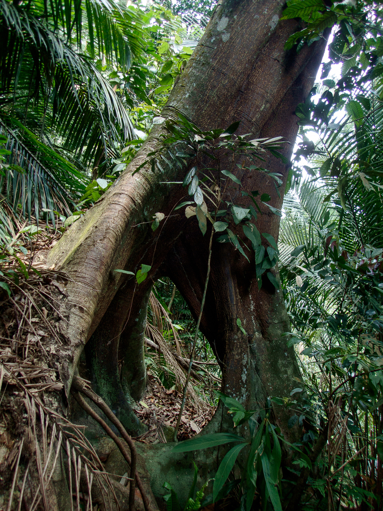 Ficus callophylla (Ficus callophylla)