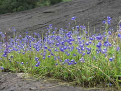 Utricularia reticulata