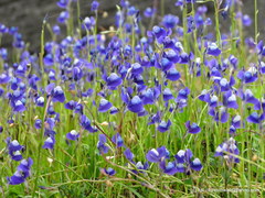 Utricularia reticulata