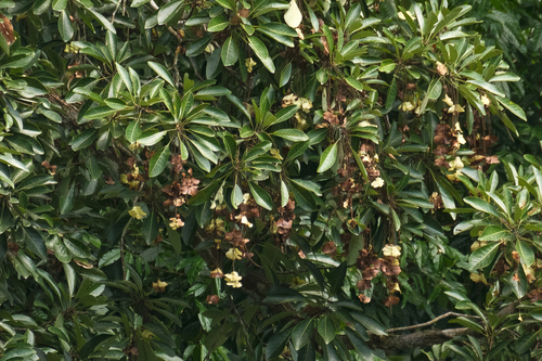 Malayan terminalia (Terminalia subspathulata)