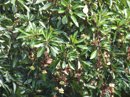 Image of Terminalia subspathulata by (c) Adam Kamal, some rights reserved (CC BY)