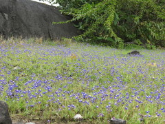 Utricularia reticulata
