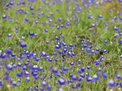 Utricularia reticulata