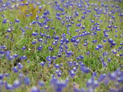 Utricularia reticulata