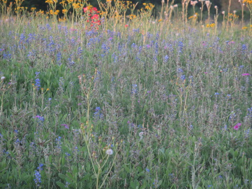 Image of Lupinus subcarnosus by (c) Linda Jo Conn, some rights reserved (CC BY)
