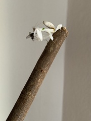 Hymenopus coronatus
