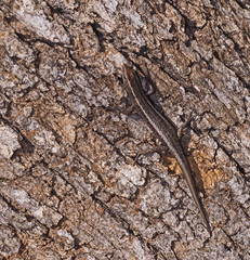 Cryptoblepharus