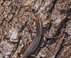 Cryptoblepharus