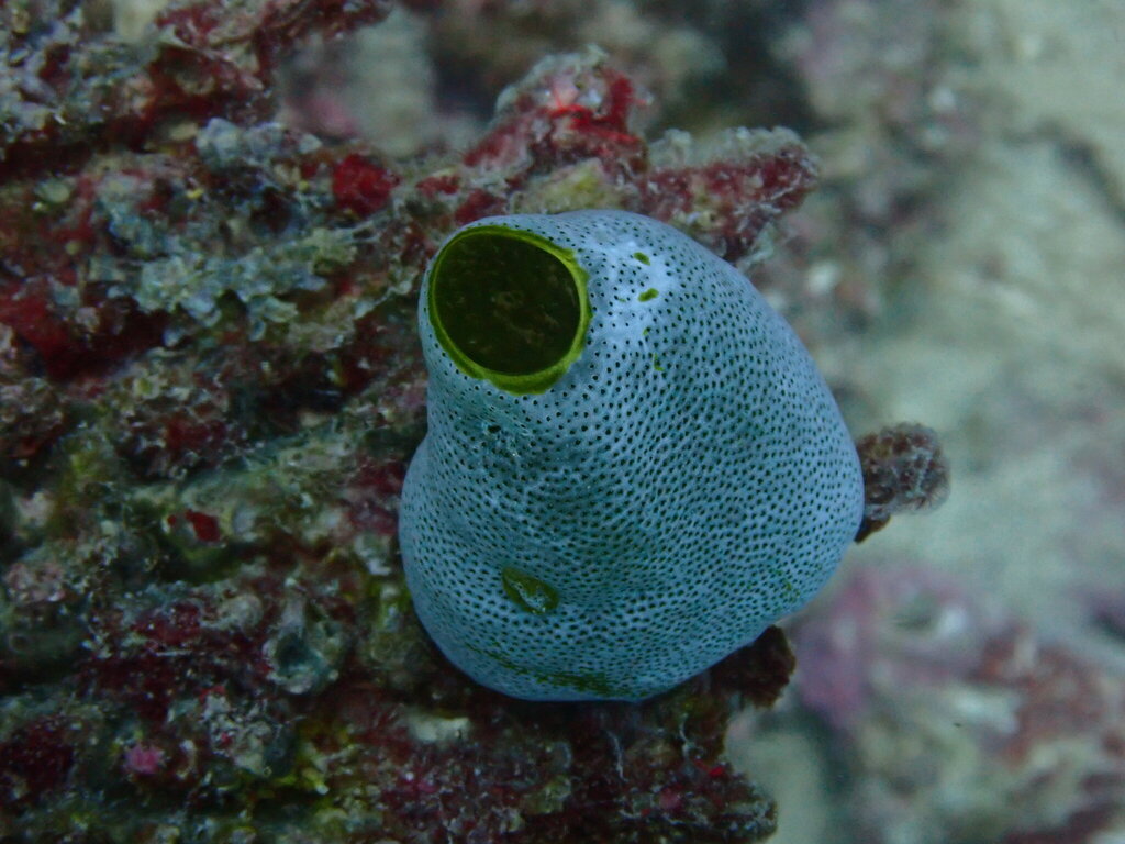 Green Barrel Sea Squirt