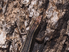 Cryptoblepharus