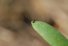 Phyllotreta undulata