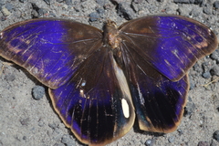 Eryphanis aesacus