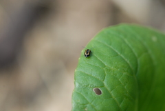 Phyllotreta undulata