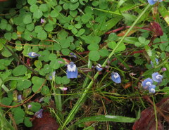 Utricularia lazulina