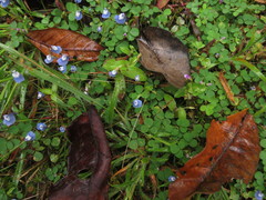 Utricularia lazulina
