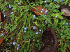 Utricularia lazulina