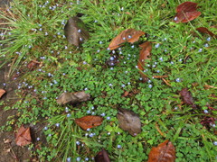 Utricularia lazulina