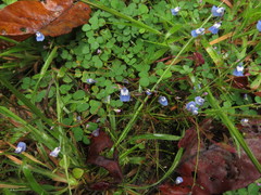 Utricularia lazulina