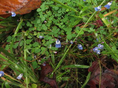 Utricularia lazulina