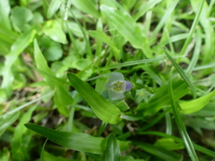 Mazus pumilus