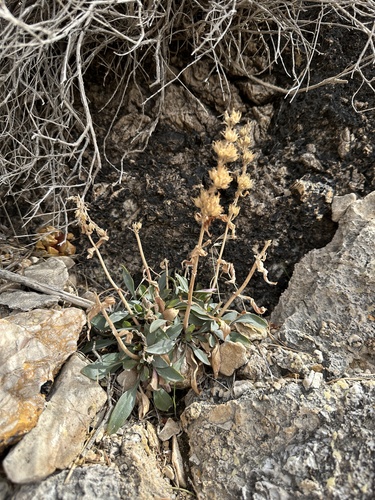 limestone beardtongue (Penstemon calcareus)